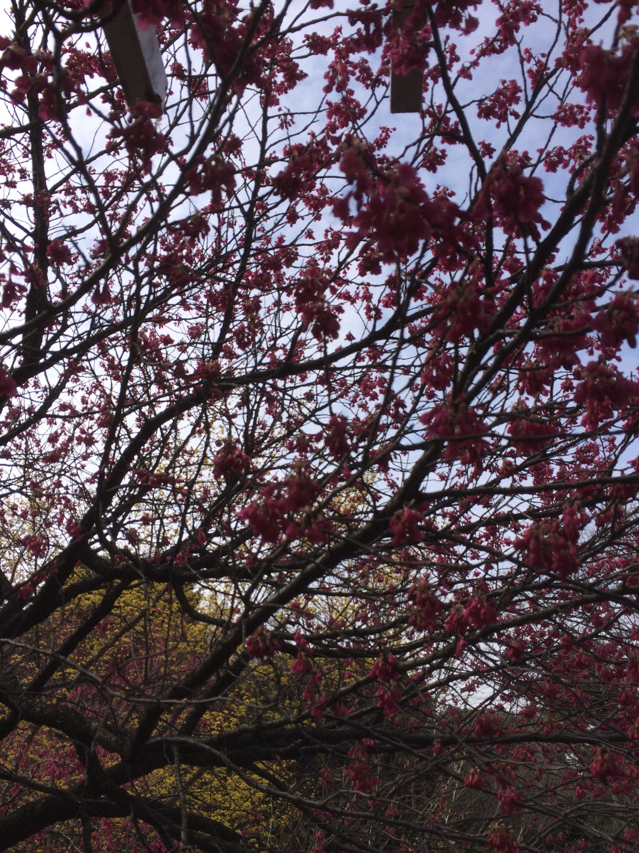 清水門　桜の木